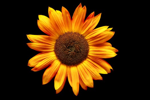 sunflower rusted over black