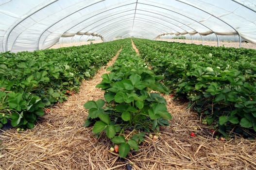 Strawberry field
