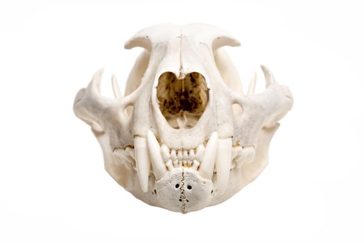 skull of a bobcat isolated