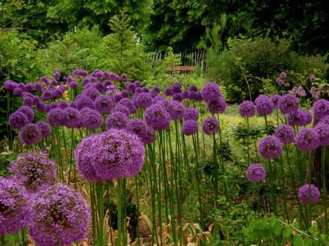 Allium