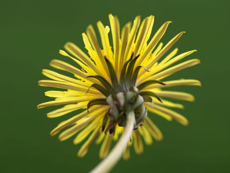 Dandelion