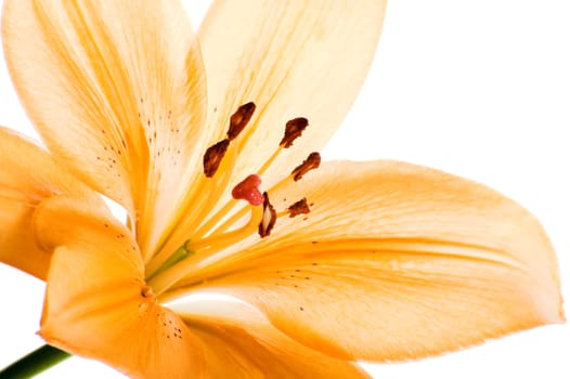 Lily against white background