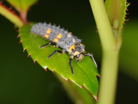 Larva Seven-spotted ladybug