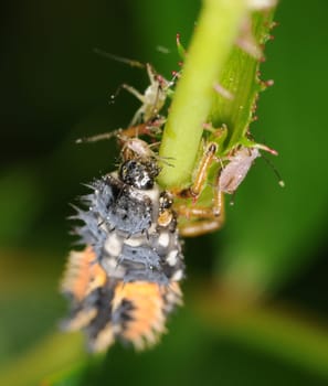 Beetle larva eats aphid