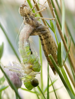 Anax Imperator Large King Dragonfly