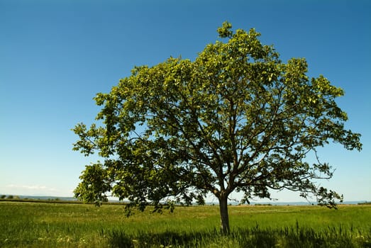 Treetop