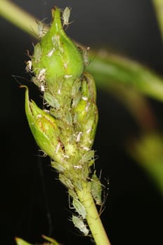 Aphids