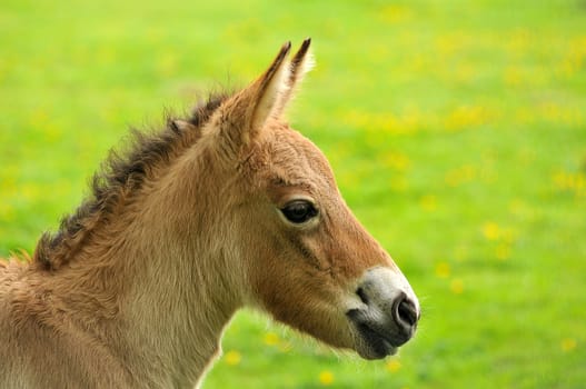 Foal