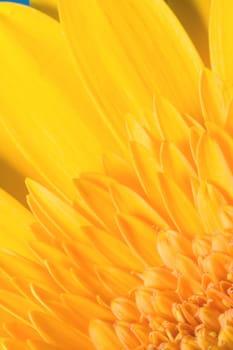 Ragdoll Sunflower background