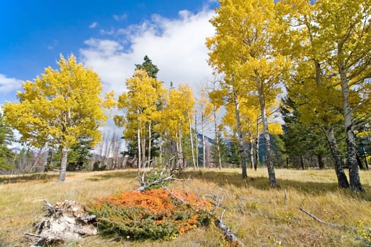 Autumn Fall Colors