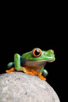 frog on rock isolated black