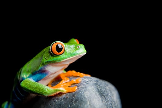 red-eyed tree frog on a rock isolated