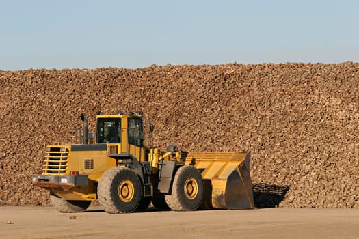 sugar beet