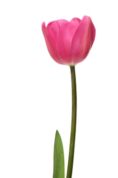 pink tulip