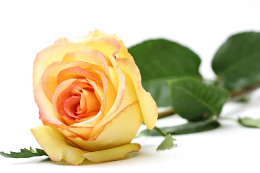 rose over white
