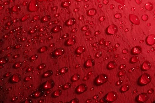 rose petal droplets
