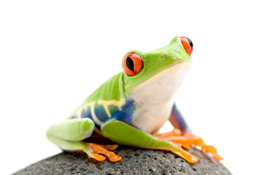 frog on a rock