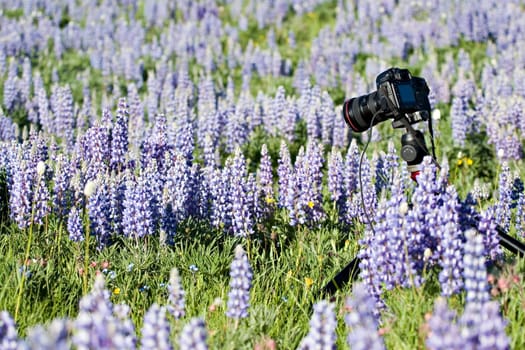 nature photography