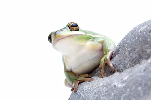green tree frog