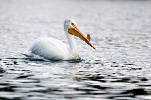 american white pelican