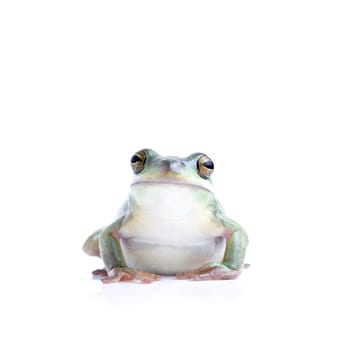 frog isolated on white
