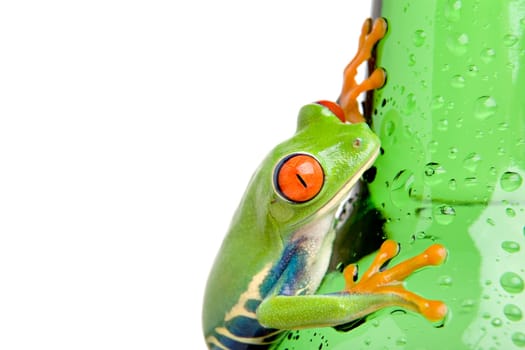 frog on wet bottle isolated on white