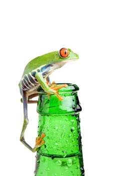 frog on bottle closeup isolated