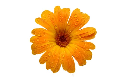 yellow wet gerber daisy over white