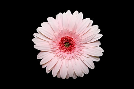 pink gerbera daisy