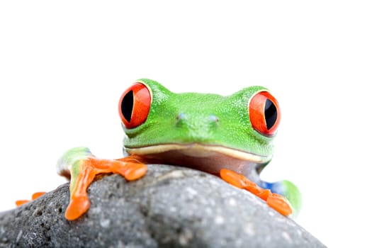 frog looking over rock isolated