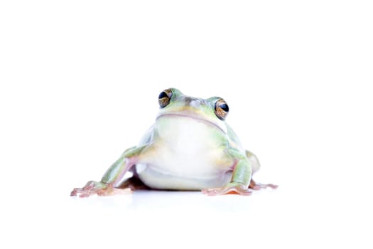 frog isolated on white