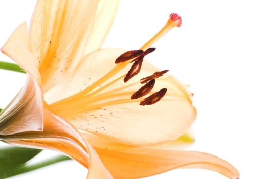 Lily against white background