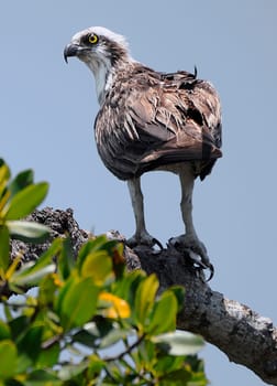 Florida Osprey II