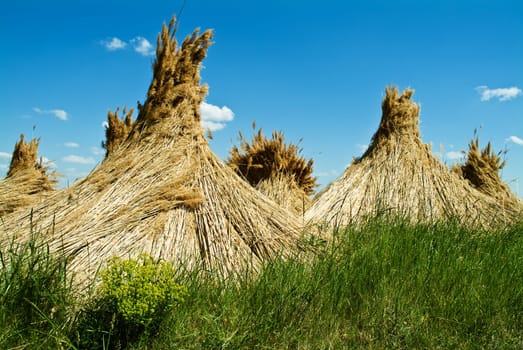 Reed cones