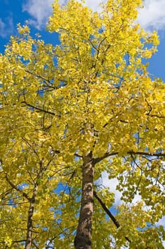 Autumn Fall Colors