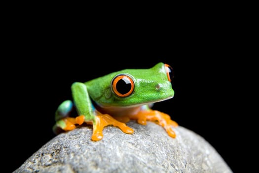 curious little frog isolated on black