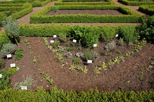 Cottage garden
