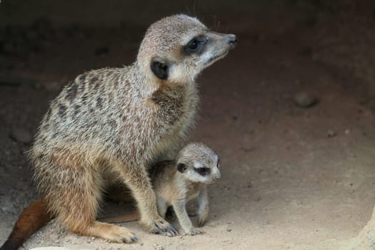 Meerkat cubs with mother