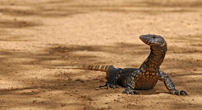 Taken in the wild in the outback of Western Australia