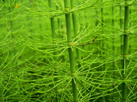 seaweeds