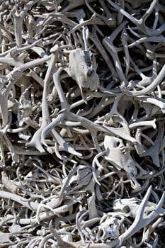 bones background