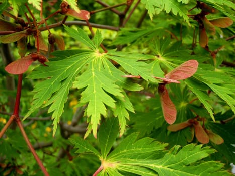Maple leaves with maple seeds