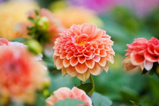 Pink and red dahlia flowers