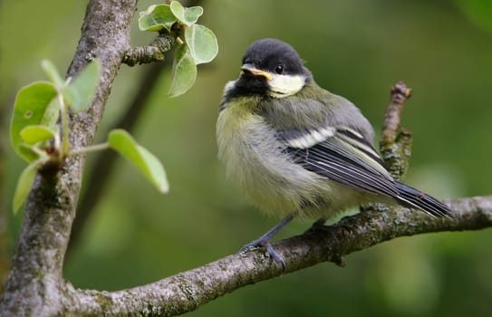 Fledged Great Parus major