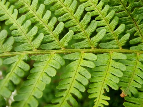 Fern Leaf