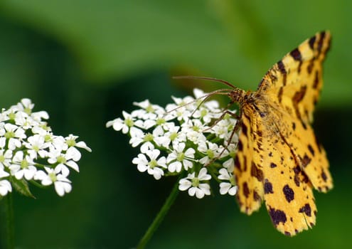 The Panther moth (Pseudopanthera macularia) is a striking small butterfly with yellow-orange wings and brown spots. This moth is diurnal!