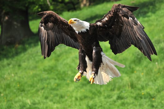 Bald eagle about to land.