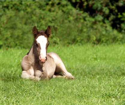 Foals taking their midday nap