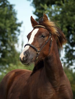 Portrait of a pony