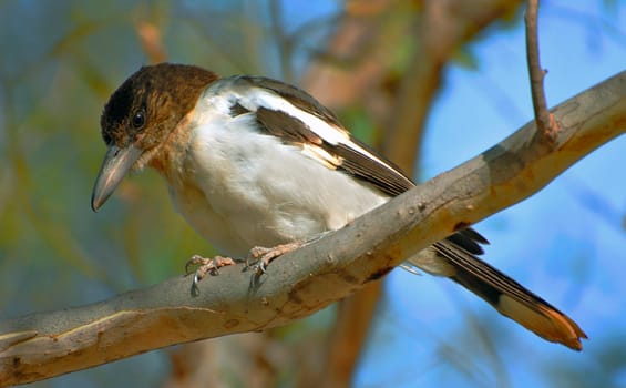 The Black-throated Shrike can be confused with the Grey-backed Shrike (Cracticus torquatus) and the Black-backed Shrike (Cracticus mentalis). However,the Black-throated Shrike is slightly larger than these two species and has a different